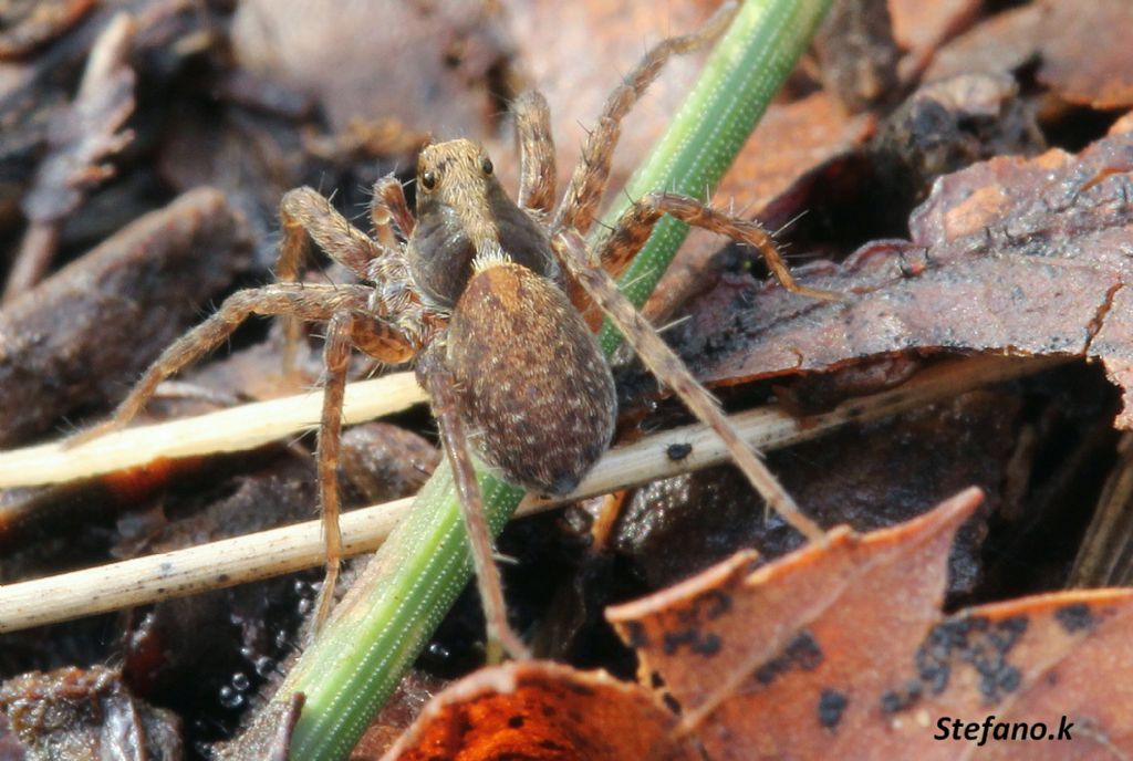 Pardosa sp. - Carso Triestino (zona S. Croce)